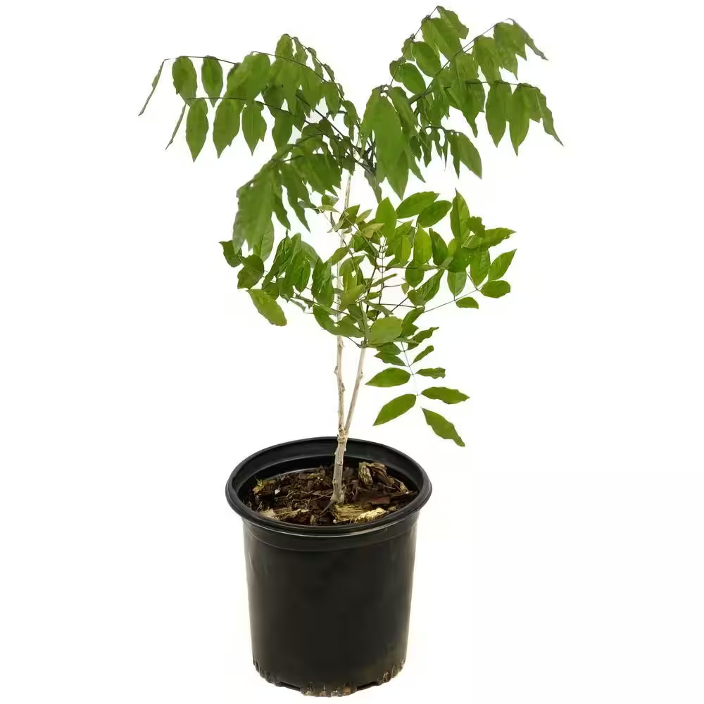2.5 Qt. Black Dragon Wisteria Plant with Dark Purple Blooms
