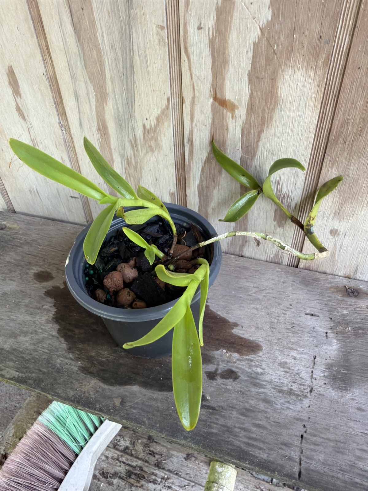 Orchid Plants Epidendrum Difforme Species