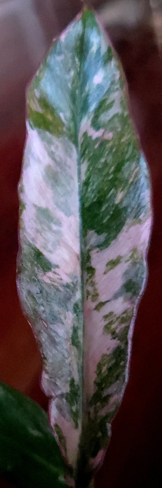 Rare Philodendron Variegated Pink Fire Tiger 11″ Tall Not Anthurium Monstera