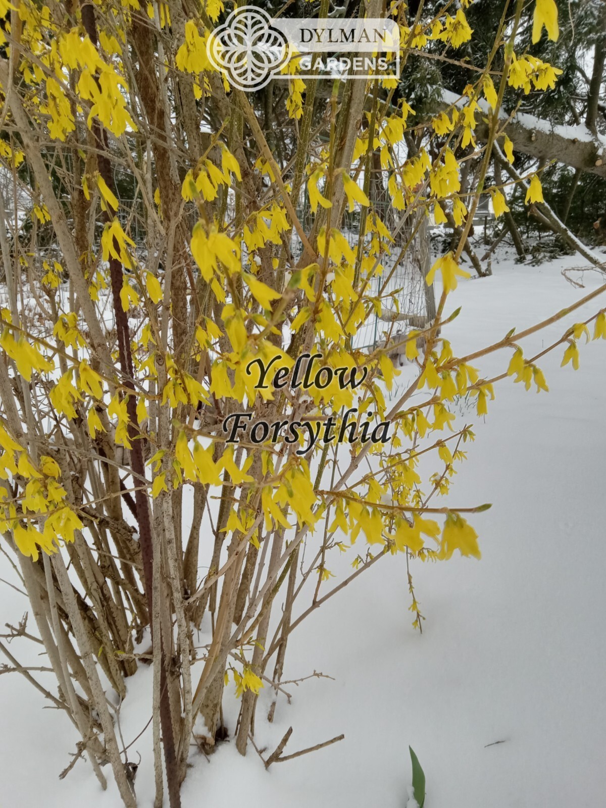 Forsythia Plant (Forsythia x intermedia) – Yellow Spring Blooms – Multiple Sizes