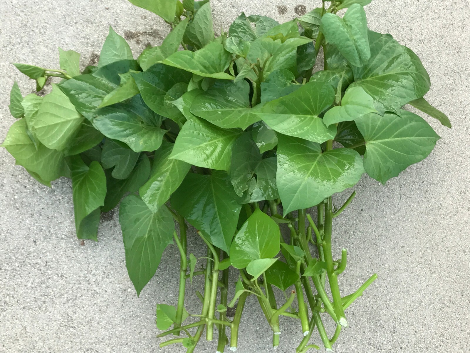 10 Fresh Edible Sweet Potato Plant Vine Cuttings, Beauregard Sweet Potato slips
