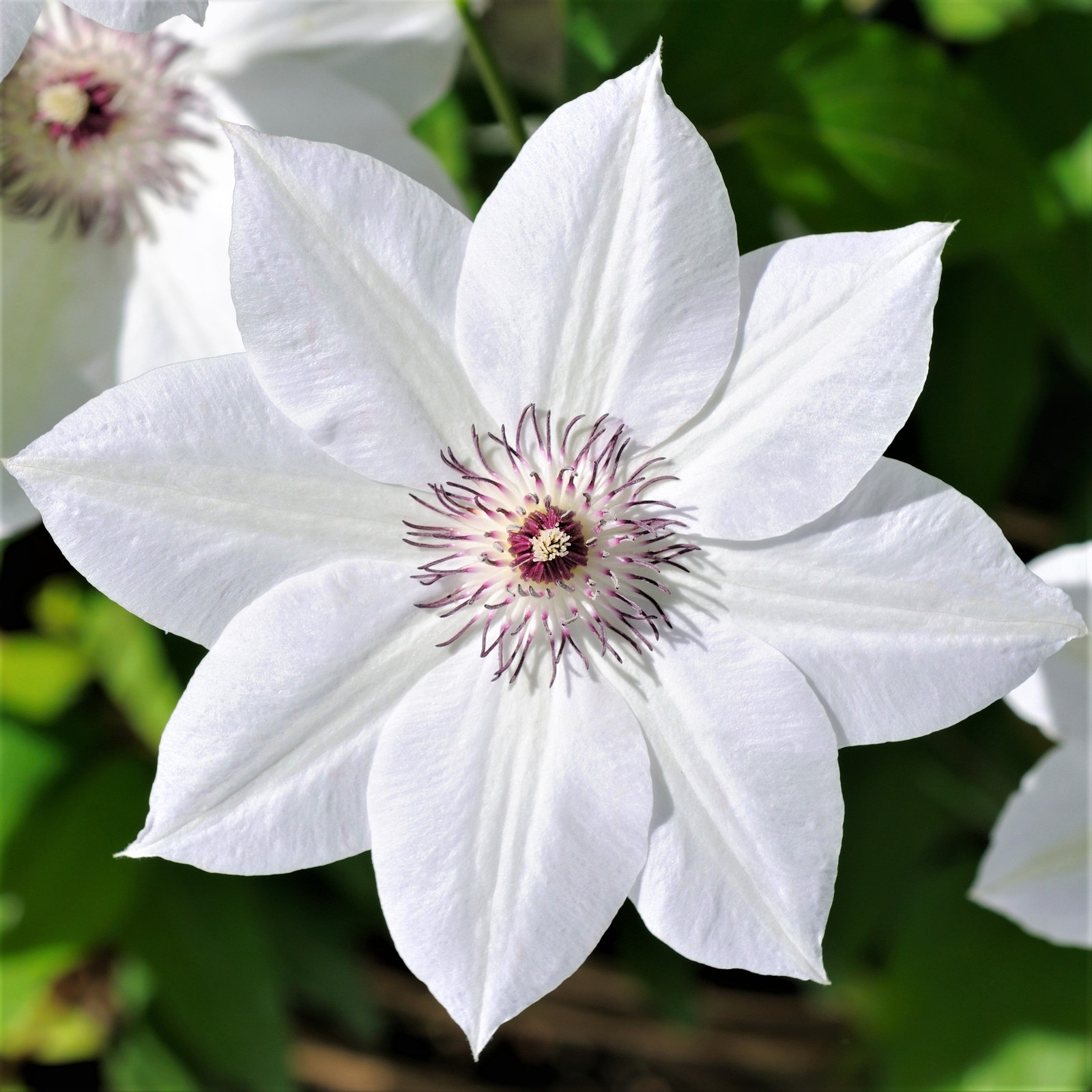Clematis Henryi 1 Potted Vine Plant Rooted in Quart Pot, Easy to Grow
