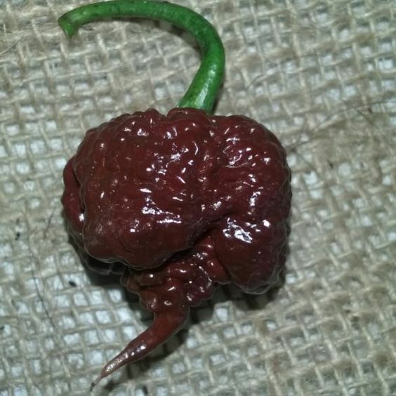 100 Chocolate Carolina Reaper Chili Pepper Seeds World Record Hot Peppers Seed
