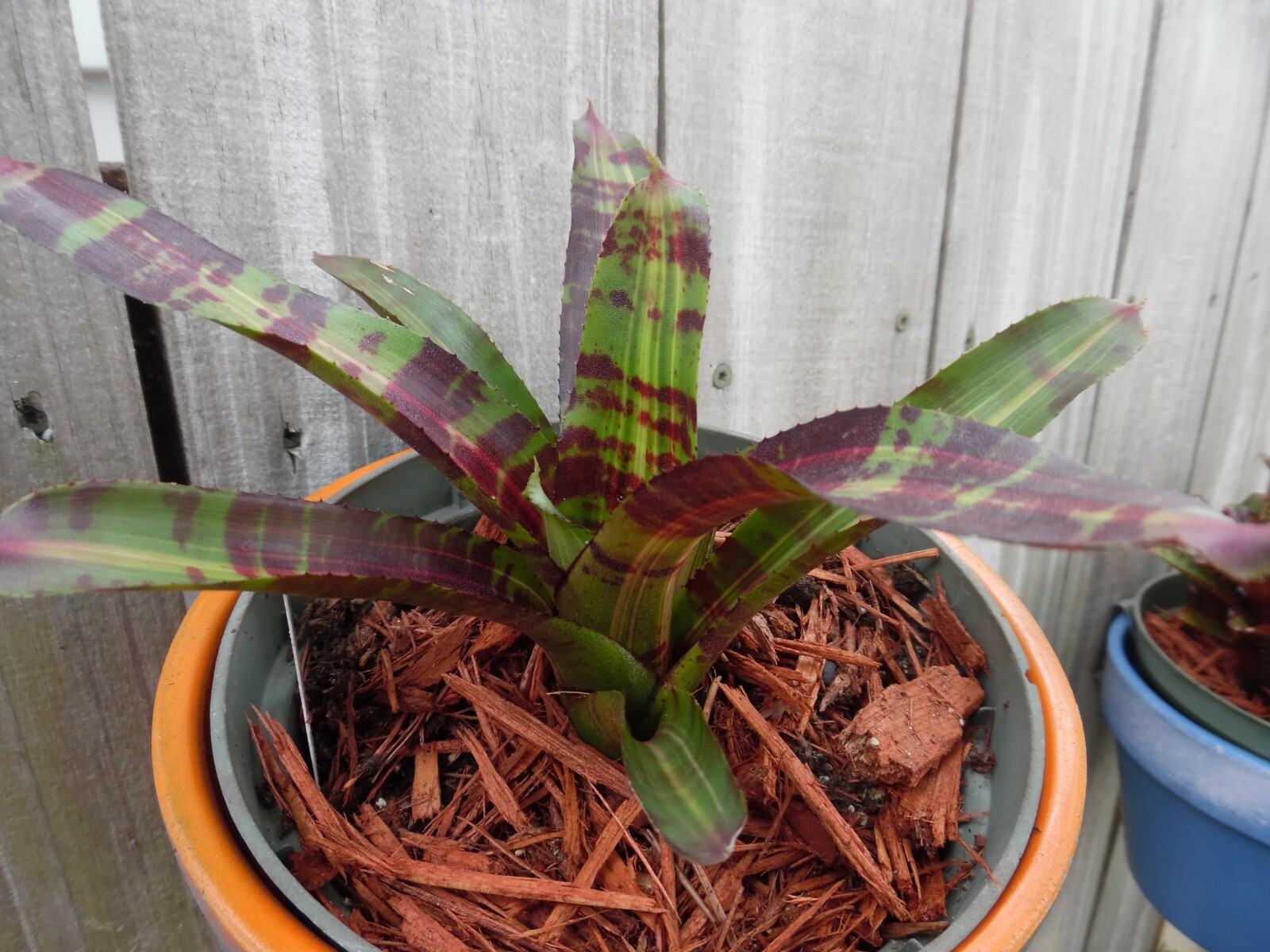 Neoregelia DYNAMIC FORCE Bromeliad one tropical plant *MEDIUM*
