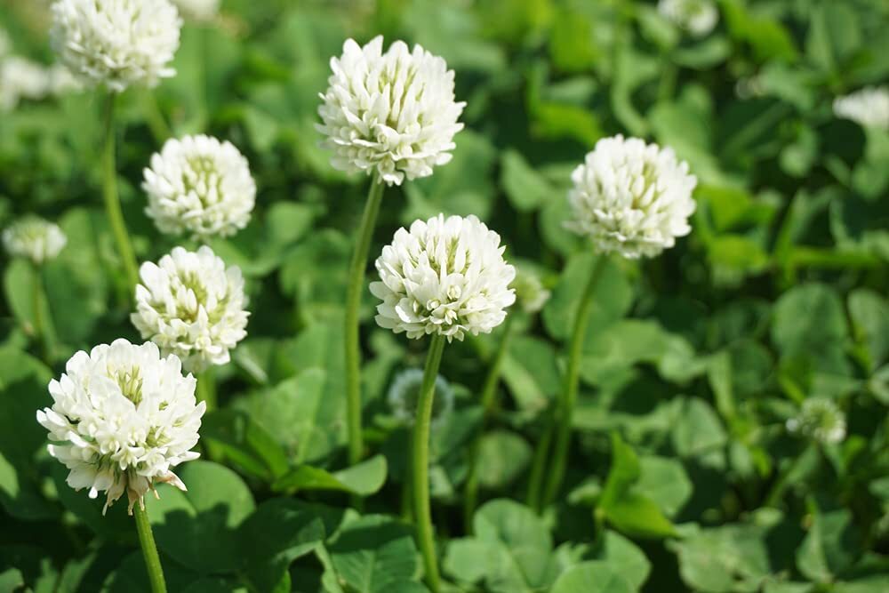 Dutch White Clover Seed – 1 Lb of Seed – Great from Food Plot, Cover Crop, Pastu