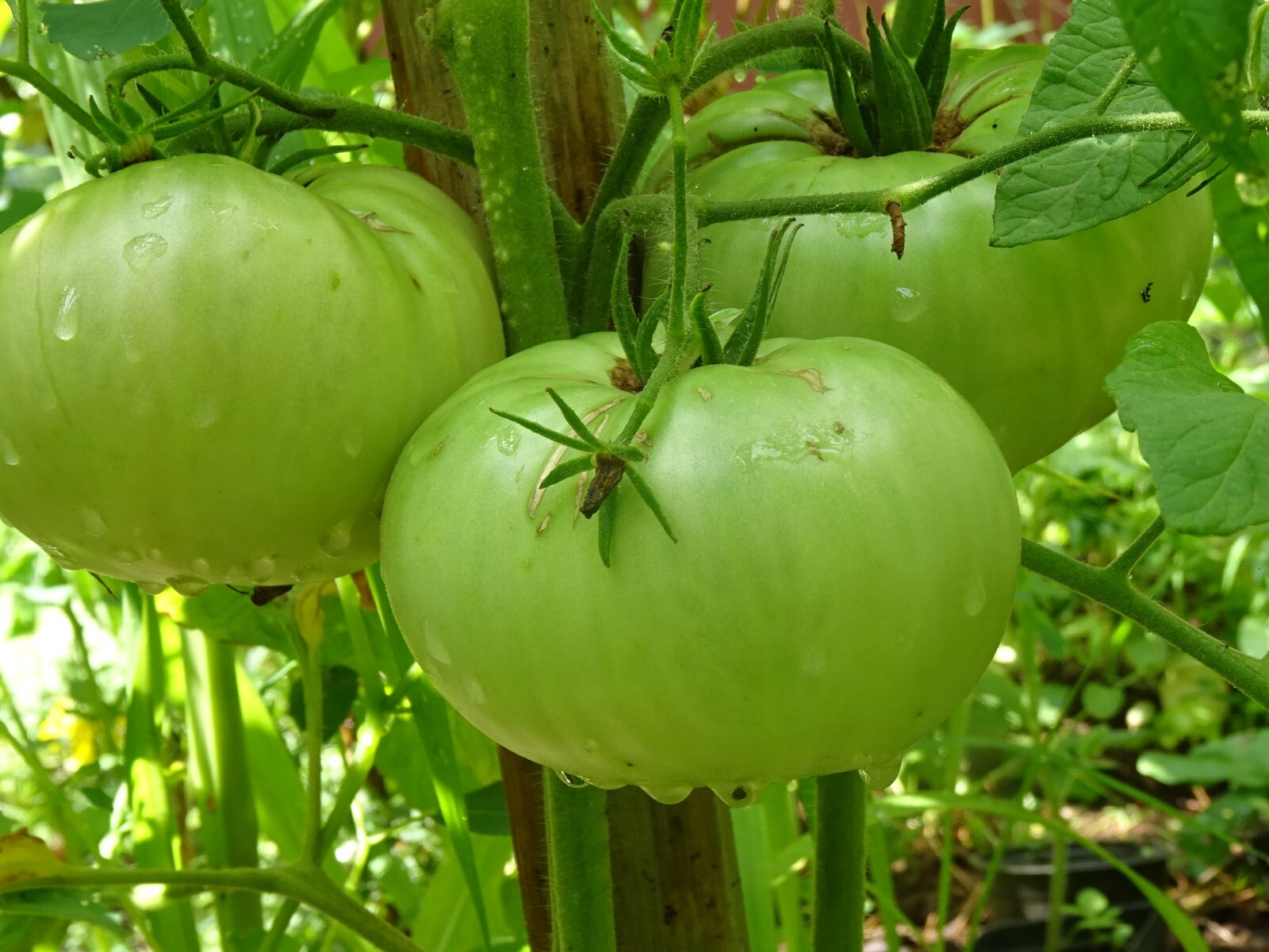 Soldacki Pink Tasty Tomato Heirloom 20 seeds Beefsteak Non-GMO Organic from 2024