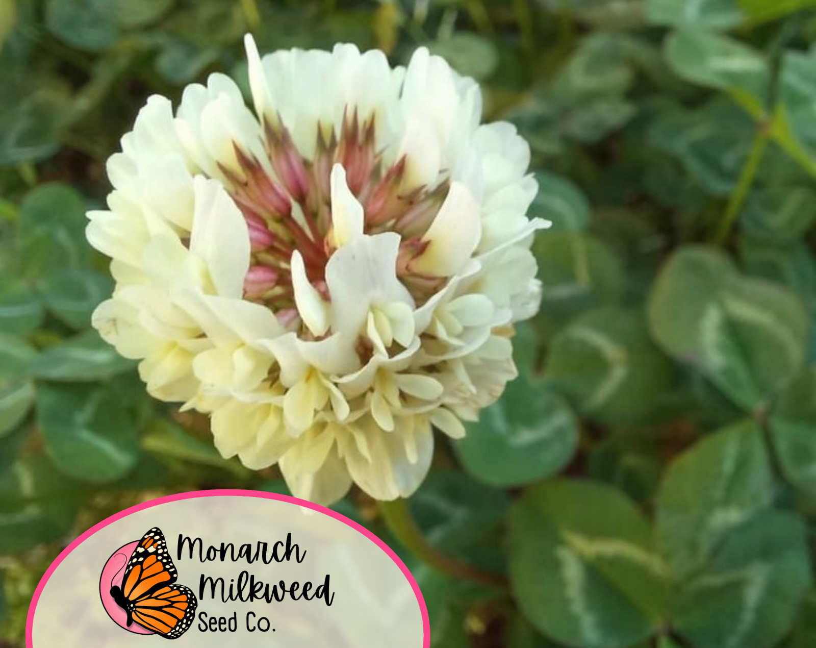 15500+ Ladino Clover Seeds | Flower Garden Seed for Pollinator Bees, Butterflies