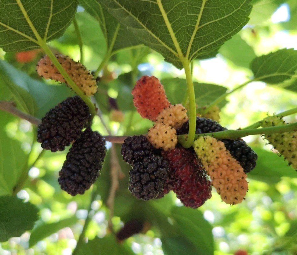 MULBERRY Tree Cuttings FRESH For Plant Proagation