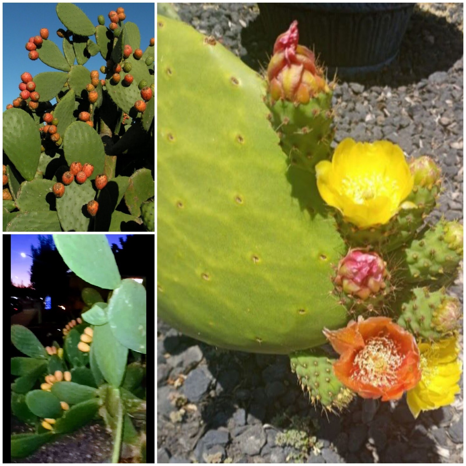 Prickly pear cactus plant, grows orange pink and yellow blooms, Pears are edible