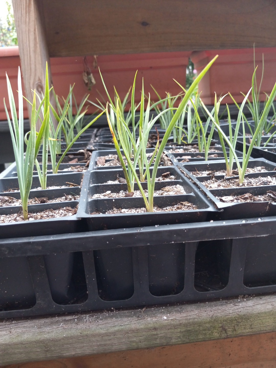 (1) 5″-8″ HIGH RED YUCCA 2 YEAR OLD SEEDLING BARE ROOT Last 5 Pics ACTUAL PLANT