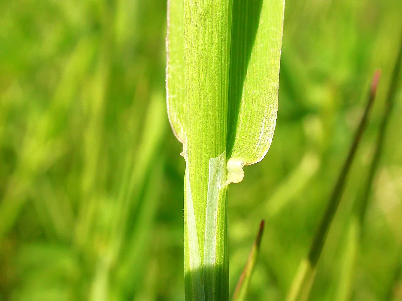 Climax Timothy Grass Seeds – For 2026 Planting Hay Pasture Meadow Lawn Landscape