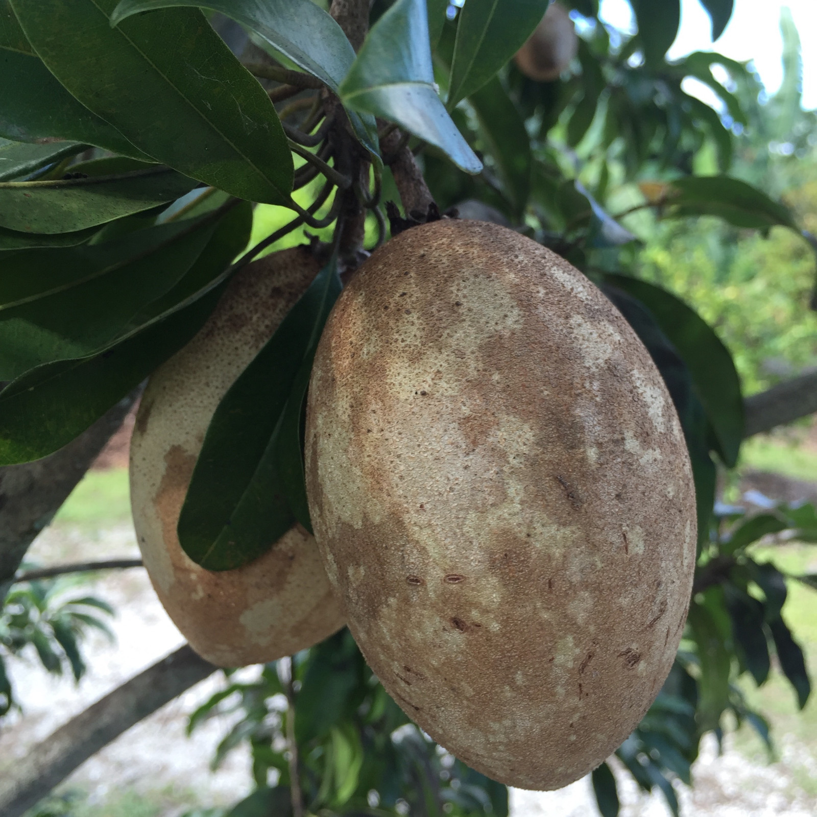 Sapodilla Manilkara Zapota Chiku Excalibur Tropical Tree Starter PLANT Seedling