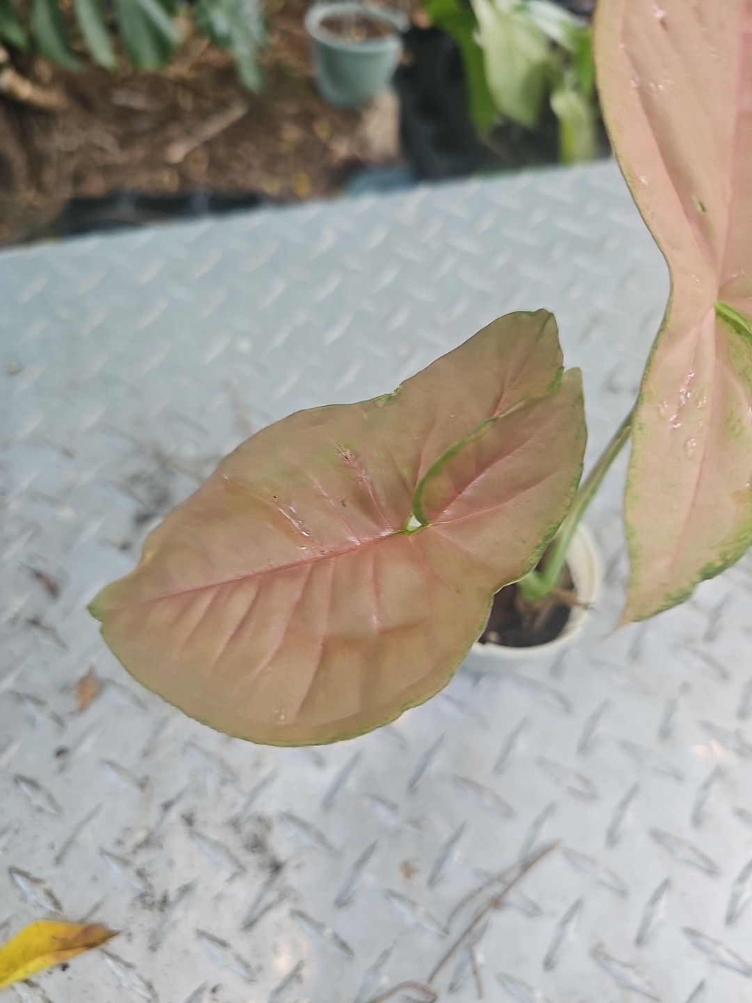 Syngonium pink Red Green Podophyllum Arrowhead Plant Fully Rooted 2.5″ Pot