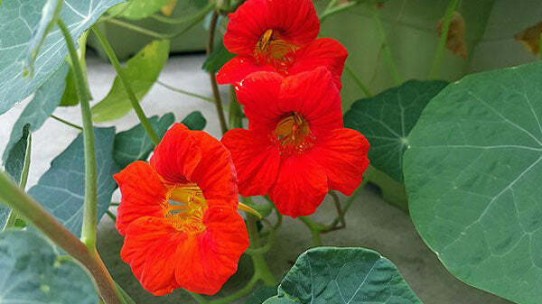 Tropaeolum nanum | Empress Of India | Indian or Monks Cress | 10 Seeds