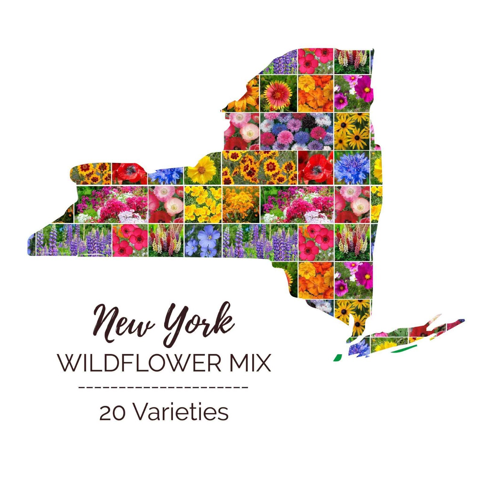 Wildflower NEW YORK State Flower Mix Perennials Annuals USA Non-GMO 1000 Seeds