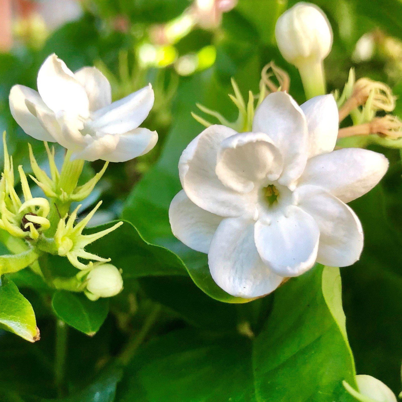 Jasmine Sambac Maid of Orleans 1 Potted Plant Rooted in Quart Pot (Philippine)