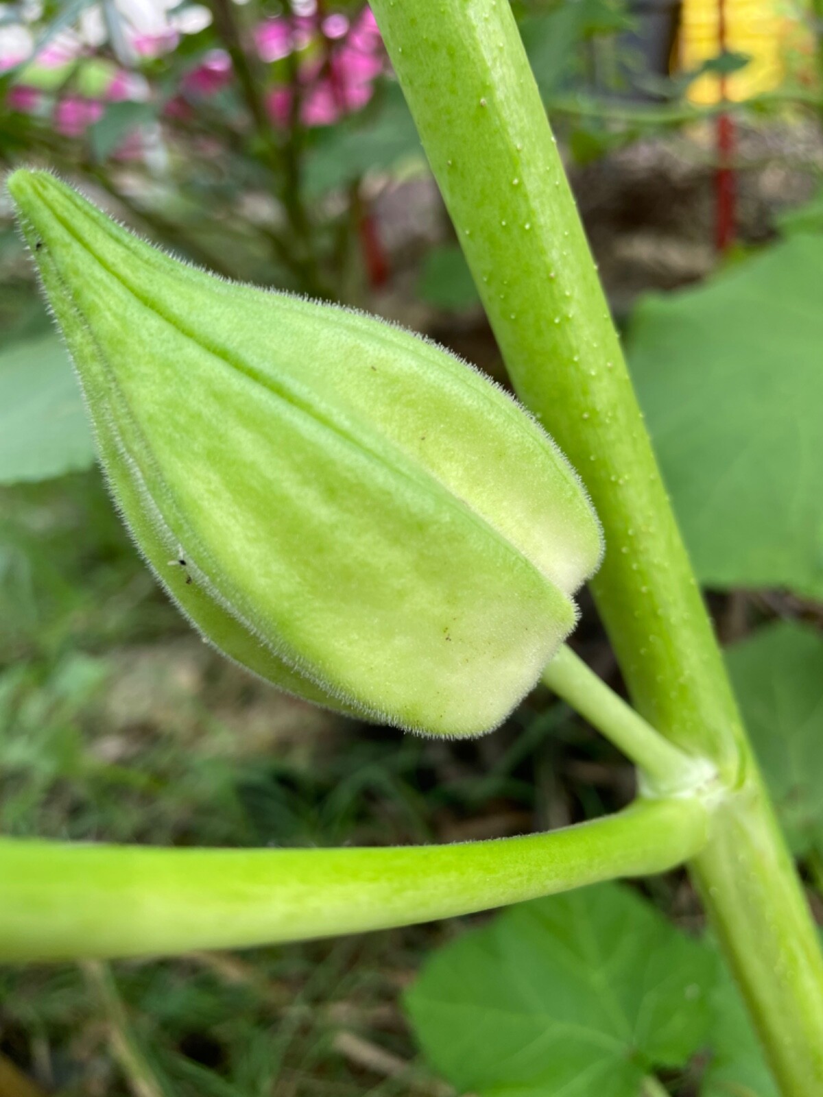 50 Motherland Okra Seeds Heirloom Open Pollinated Early and Prolific