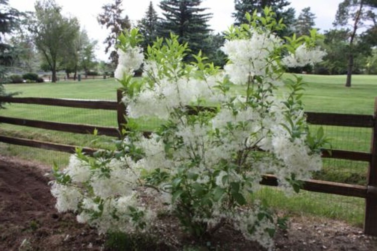 The White Fringe Is A Deciduous Tree Turned Golden Yellow Single Trunk Quart Pot