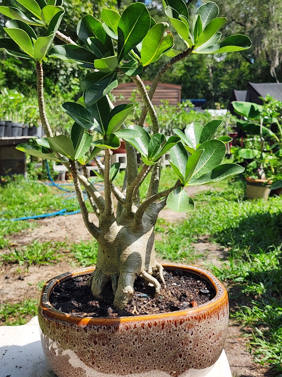 89# Adenium THAI SOKO Desert Rose large / huge . wow with trained roots !