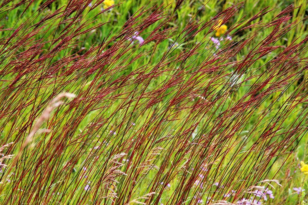 500+BIG BLUESTEM Seeds Native Tall Grass Prairie Ornamental Drought Heat Cold