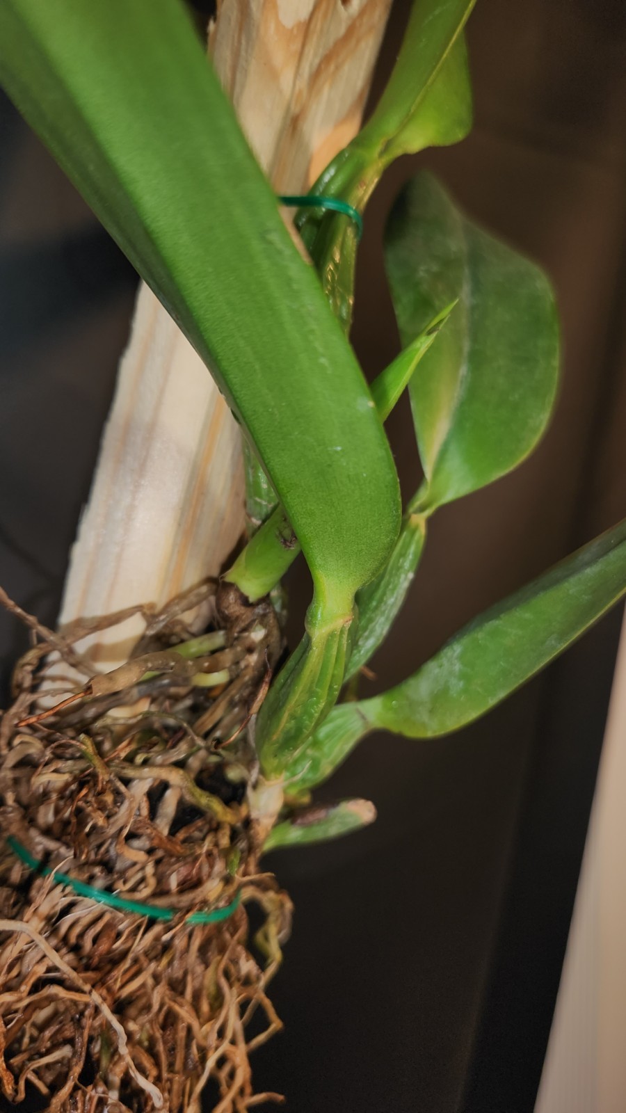 Rhyncholaeliocattleya Spanish Eyes X Laelia aurea ‘Sun’s Up’ Mounted Division
