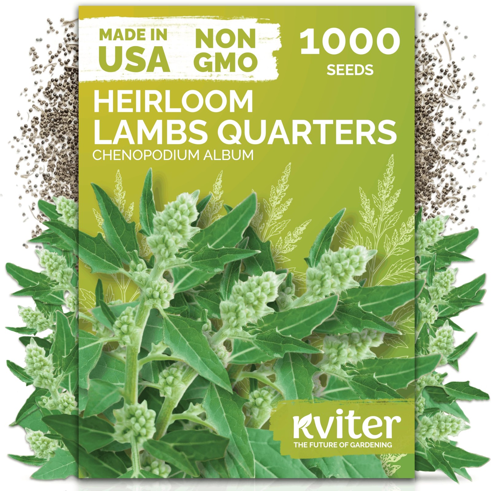 Lambs Quarters Seeds – Edible Wild Spinach, Non-GMO Annual Herb for Gardens