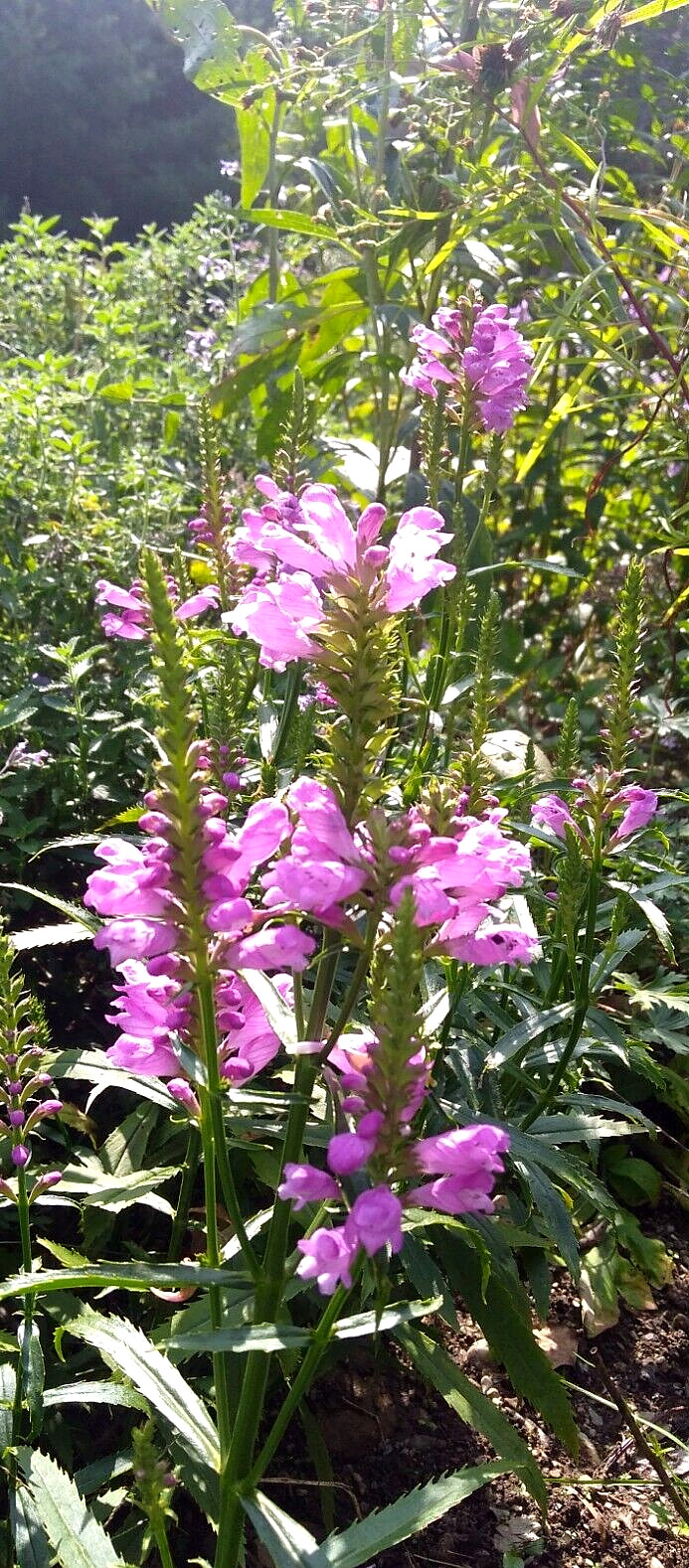 9 Pink Obedient Plants Physostegia Virginiana Bees Pollinator native Fall Bloom