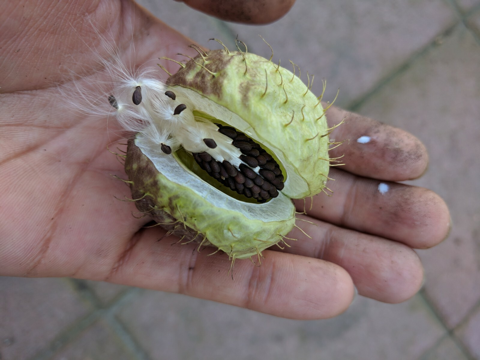 Balloon Milkweed (50+ SEEDS) Gomphocarpus P. 2024 CROP – US Grown Butterfly Food
