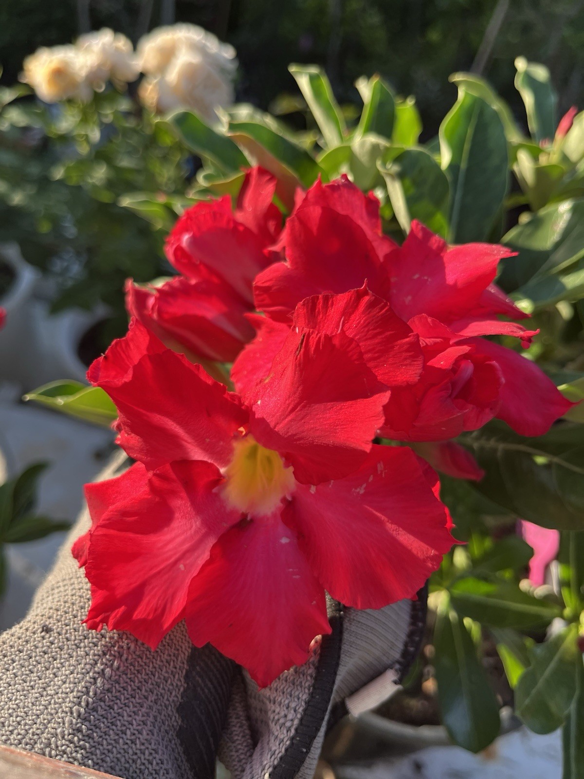 Own Root 7-8Years Old Doubles Petals Desert Rose In 3 Gallons Pit 20-25 In Tall