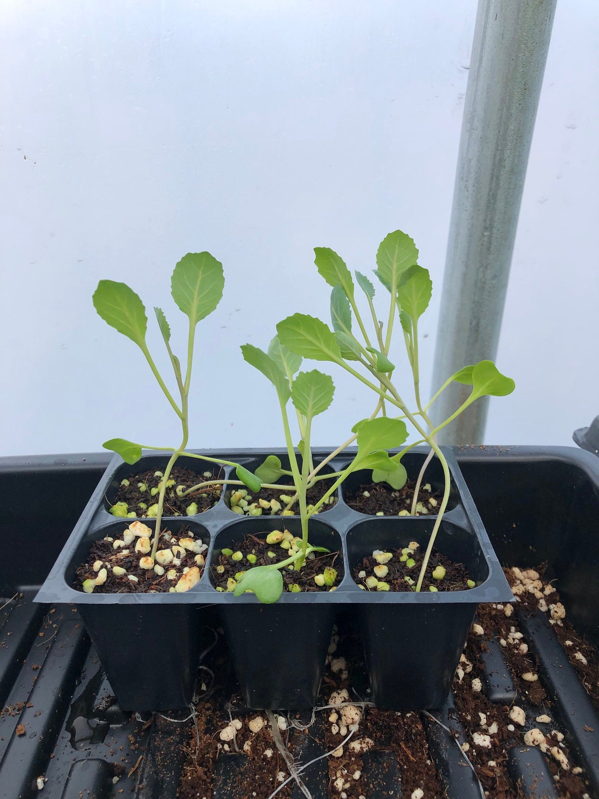 Collard Live Plant – Seedlings/Plugs and Plants – 3″- 12″ tall – 30-60+ days old