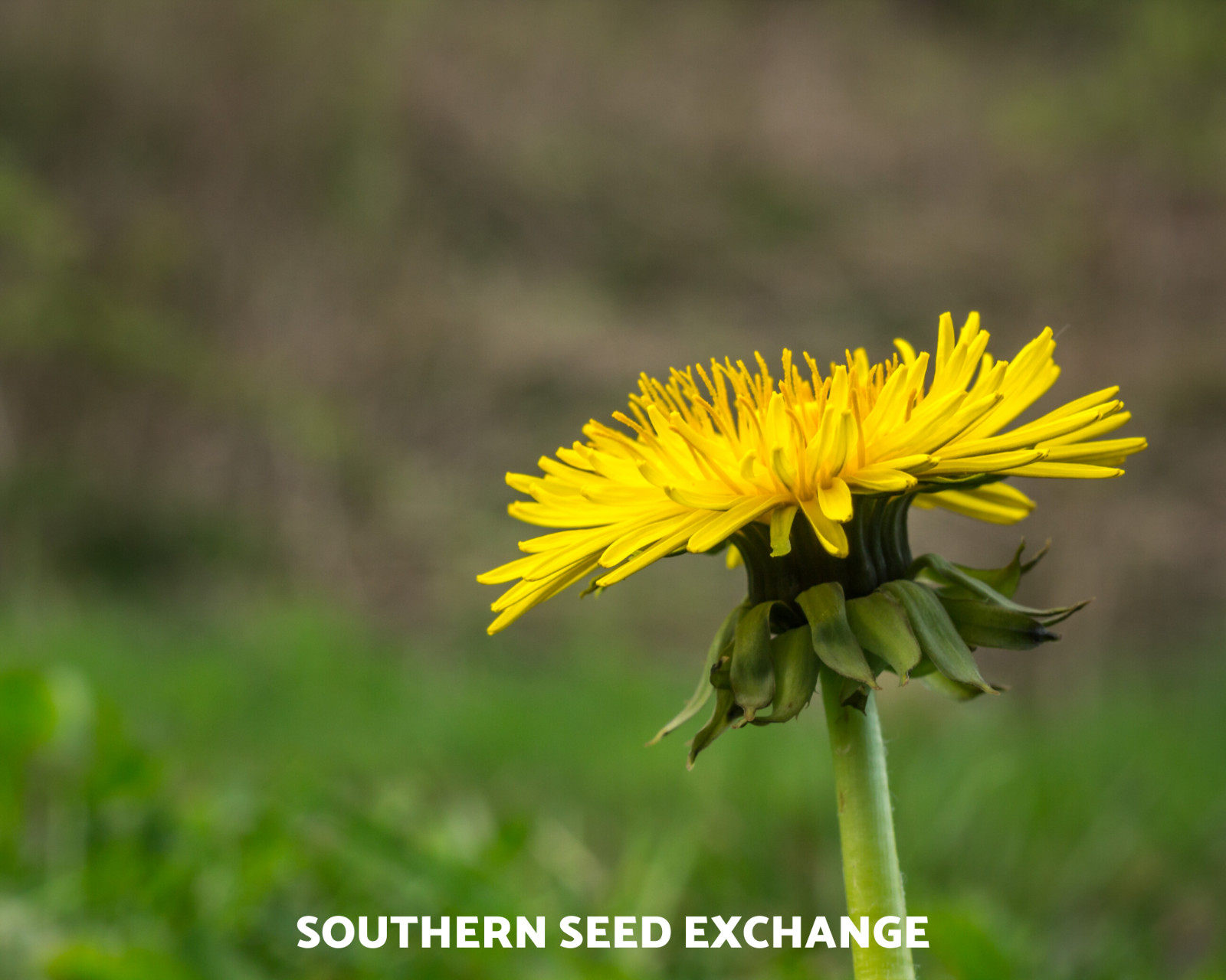 Dandelion, True – 50 Seeds – Culinary Flower Seed – GMO Free