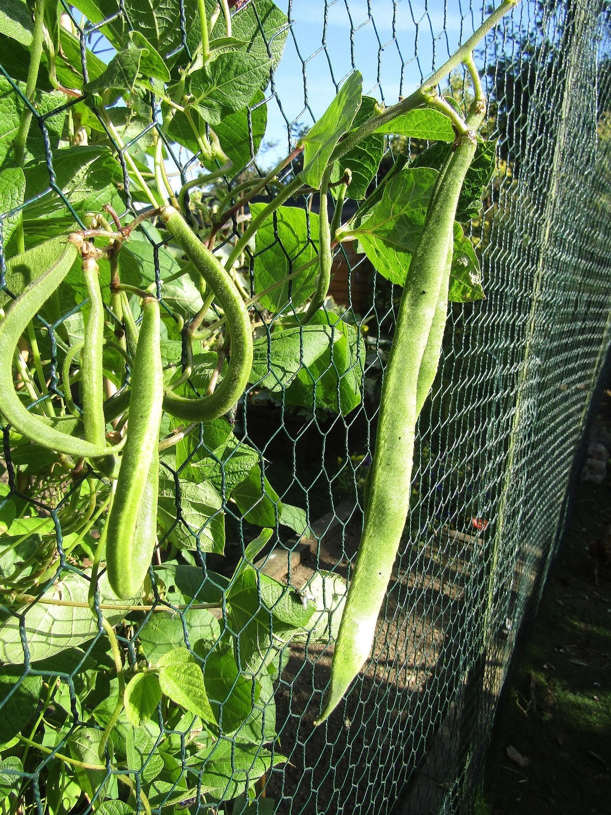 White Half Runner Bean (Pole) Seeds – For 2025 Planting Early Mountaineer Pole