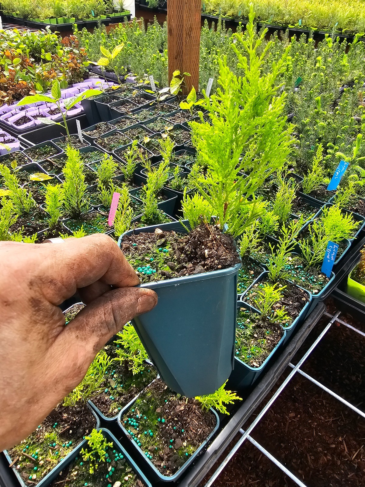 2-pack large LEMON CYPRESS TREE PLANT bush IN 6″ pot