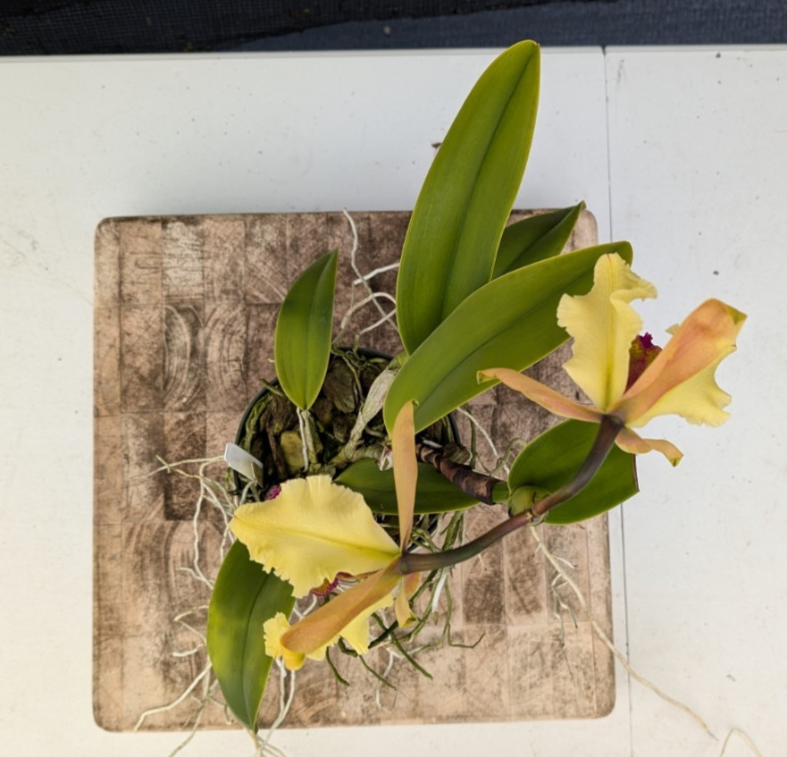 Orchid Eros- C. dowiana v. aurea x sib