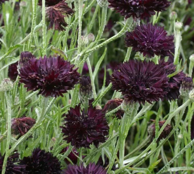 Landscaper’s Pack Cornflower Bachelor’s Button TALL MIX Non-GMO 1500 Seeds!