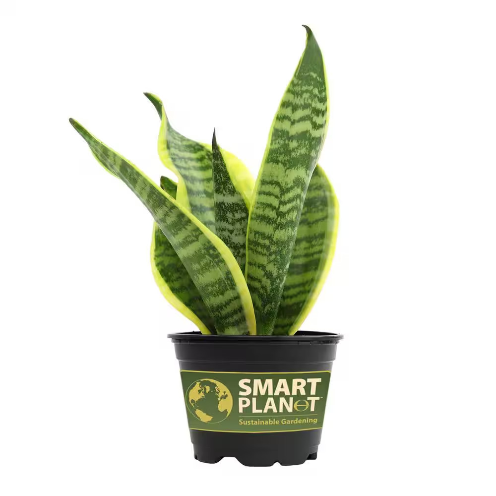 Green and Yellow Variegated Live Snake Plant (Sansevieria Superba) Air Purifying