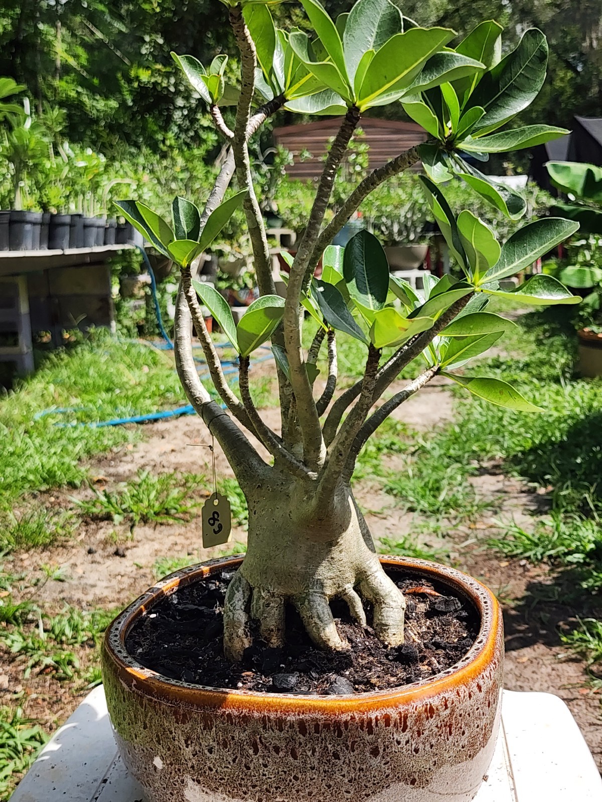 89# Adenium THAI SOKO Desert Rose large / huge . wow with trained roots !