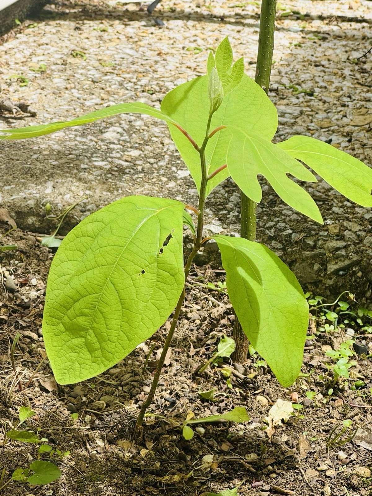 10 Organic Sassafras Tree Bare Root Ready To Plant & Thrive , Birds Bench Shop