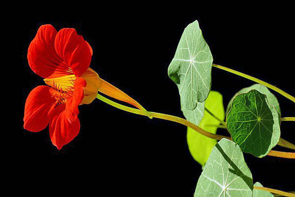 Tropaeolum nanum | Empress Of India | Indian or Monks Cress | 10 Seeds