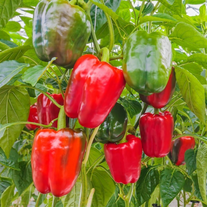 35 Giant Red Bell Pepper Extra Large Size HEIRLOOM Seeds 100% Organic