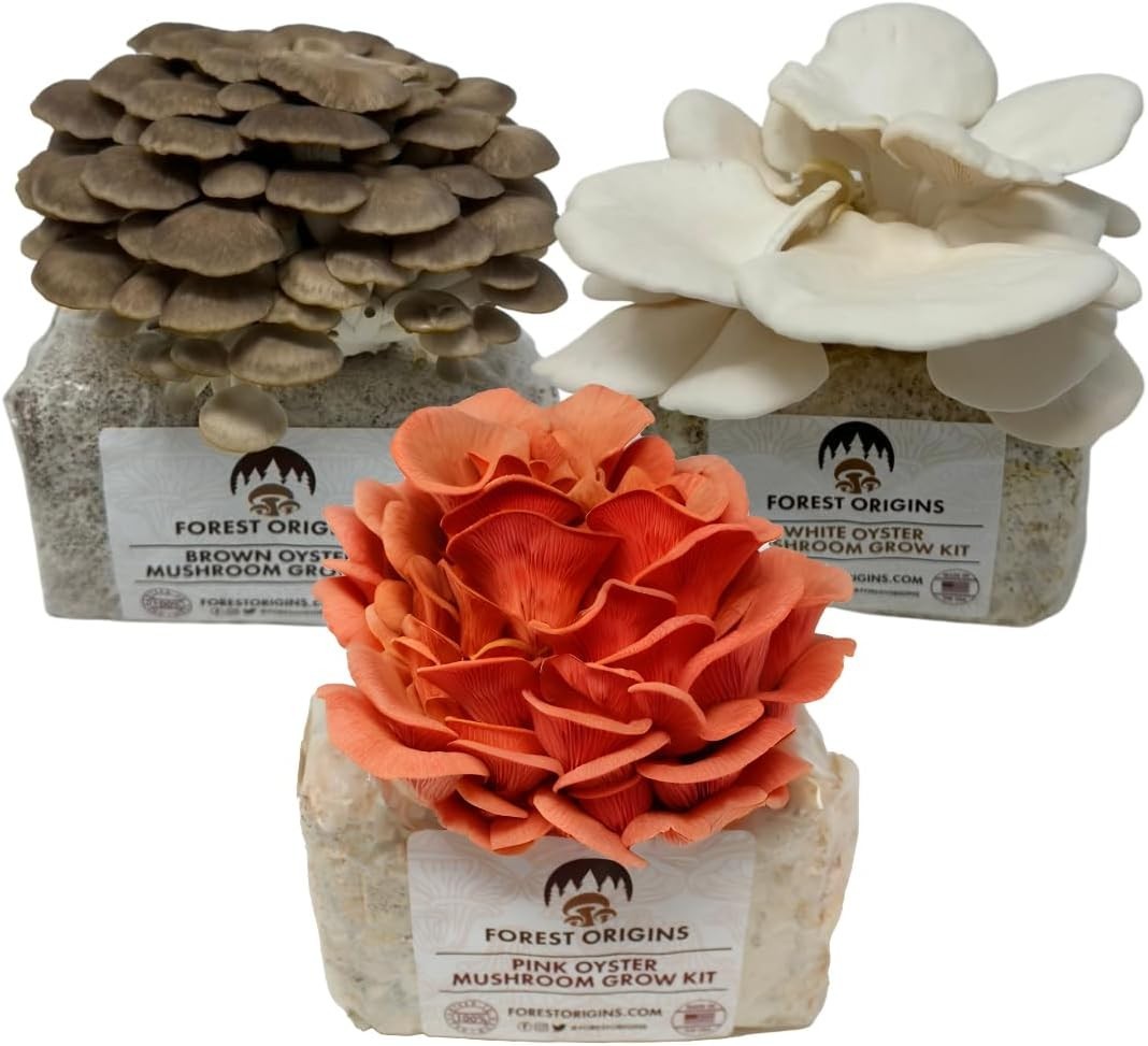 Mushroom Grow Kit – 3-Pack Pink, Brown, White Oyster for Home Gourmets