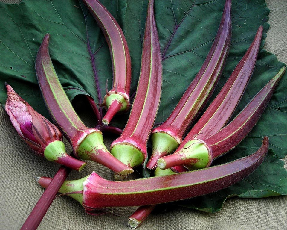 75 RED BURGUNDY OKRA SEEDS FRESH FOR GARDENS