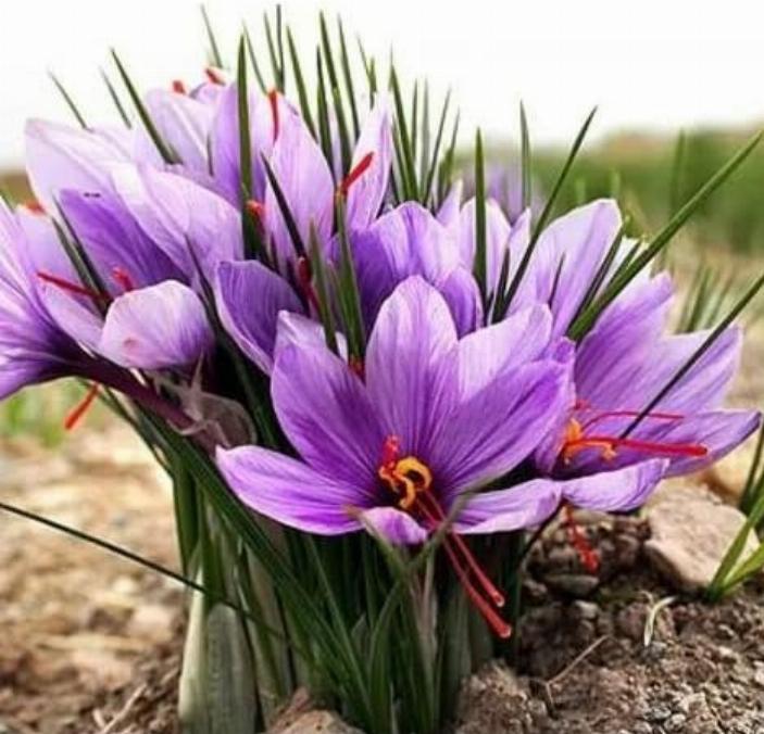 100 PCS Saffron Plant Seeds Non-GMO Perennial Saffron Crocus Seeds FAST SHIPPING