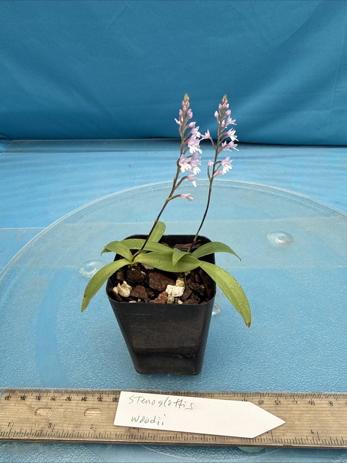 Stenoglottis woodii BS Pink Purple Orchid Species 2″ Pot TWO GROWTHS + 2 SPIKES
