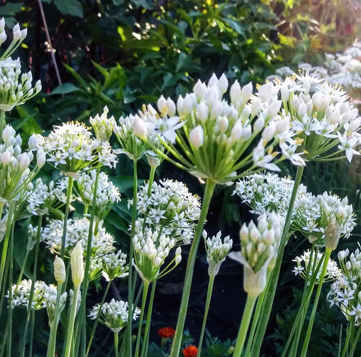 Chinese Garlic Chives Seeds | Jiuchai Leek Allium White Flower Asian Seed 2024
