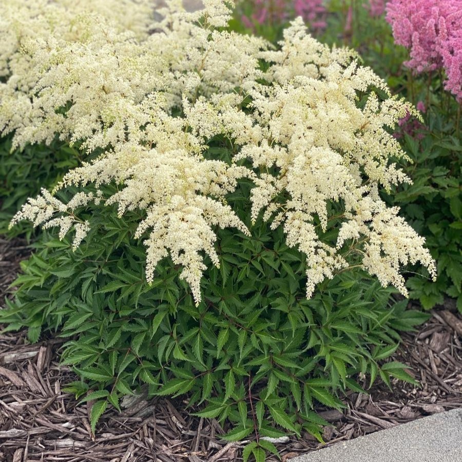 astilbe FIREWORKS WHITE hardy sun or shade perennial = 1 Potted Garden Plant