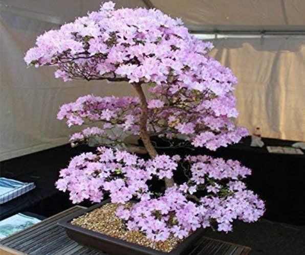 10 Japanese Cherry Blossom Bonsai Seeds – Perfect for Full Sun and Partial Shade