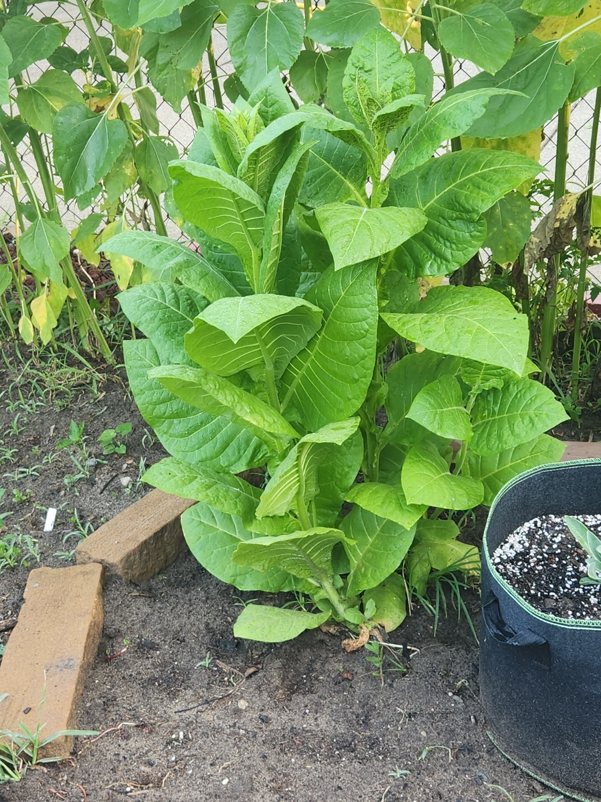 Nicotiana Tabacum (American 572)