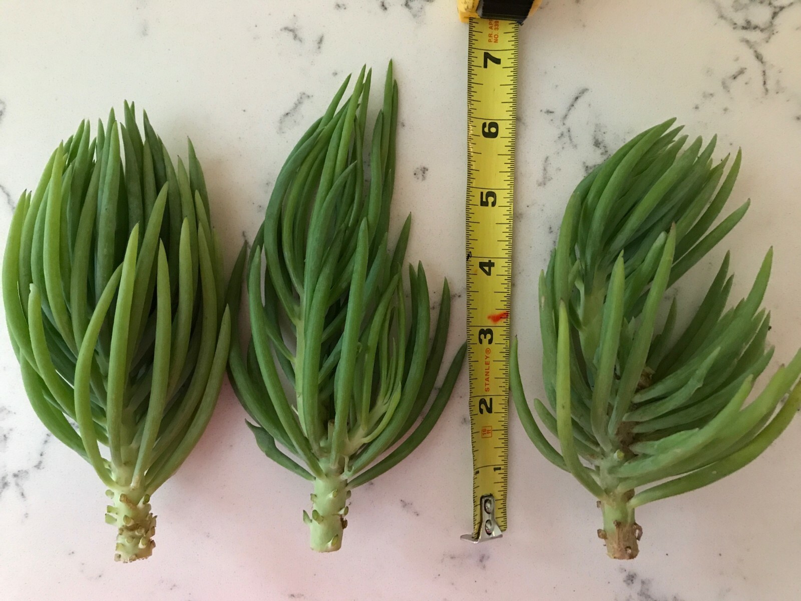Blue Serpents Chalk Fingers Senecio Vitalis Succulent Plant Huge 6″ Cutting