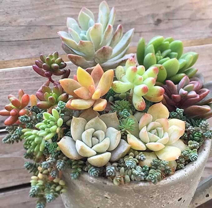 100pcs Mix Rare Succulent Seeds for Planting, DIY Bonsai Ornamental Plant